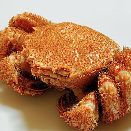 毛ガニ 300g」の人気商品一覧 | 安い商品を通販サイトから探す